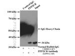PPP2CB Antibody in Immunoprecipitation (IP)