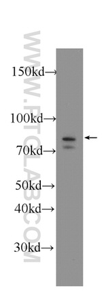 RAPGEF5 Antibody in Western Blot (WB)
