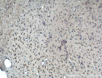 PRMT8 Antibody in Immunohistochemistry (Paraffin) (IHC (P))
