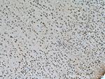 PRMT8 Antibody in Immunohistochemistry (Paraffin) (IHC (P))