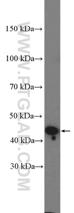 PRMT8 Antibody in Western Blot (WB)