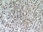 FUT8 Antibody in Immunohistochemistry (Paraffin) (IHC (P))