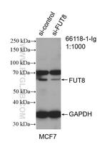 FUT8 Antibody in Western Blot (WB)