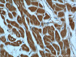 AK3 Antibody in Immunohistochemistry (Paraffin) (IHC (P))