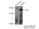 PBRM1 Antibody in Immunoprecipitation (IP)