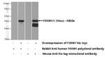 PBRM1 Antibody in Western Blot (WB)