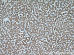 PTTG1IP Antibody in Immunohistochemistry (Paraffin) (IHC (P))