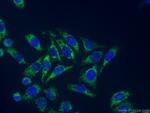 EDIL3 Antibody in Immunocytochemistry (ICC/IF)