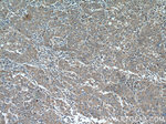 EDIL3 Antibody in Immunohistochemistry (Paraffin) (IHC (P))