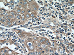 EDIL3 Antibody in Immunohistochemistry (Paraffin) (IHC (P))