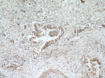 EDIL3 Antibody in Immunohistochemistry (Paraffin) (IHC (P))