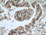EDIL3 Antibody in Immunohistochemistry (Paraffin) (IHC (P))