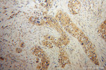 EDIL3 Antibody in Immunohistochemistry (Paraffin) (IHC (P))
