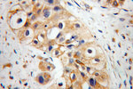 EDIL3 Antibody in Immunohistochemistry (Paraffin) (IHC (P))