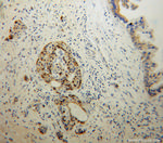 EDIL3 Antibody in Immunohistochemistry (Paraffin) (IHC (P))