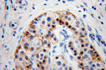 EDIL3 Antibody in Immunohistochemistry (Paraffin) (IHC (P))