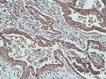 EDIL3 Antibody in Immunohistochemistry (Paraffin) (IHC (P))