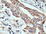 EDIL3 Antibody in Immunohistochemistry (Paraffin) (IHC (P))
