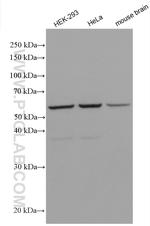 EDIL3 Antibody in Western Blot (WB)