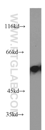 EDIL3 Antibody in Western Blot (WB)