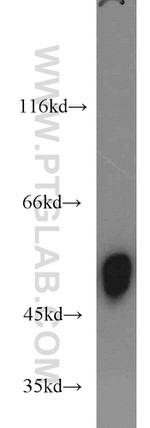 EDIL3 Antibody in Western Blot (WB)
