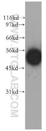 EDIL3 Antibody in Western Blot (WB)