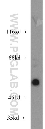 EDIL3 Antibody in Western Blot (WB)