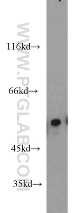 EDIL3 Antibody in Western Blot (WB)