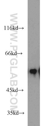 EDIL3 Antibody in Western Blot (WB)