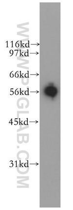 EDIL3 Antibody in Western Blot (WB)