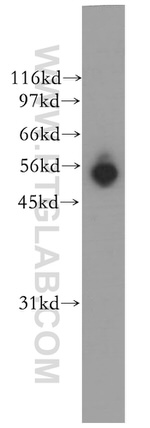 EDIL3 Antibody in Western Blot (WB)