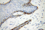 UBE2Q2 Antibody in Immunohistochemistry (Paraffin) (IHC (P))