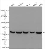 PTBP1 Antibody in Western Blot (WB)