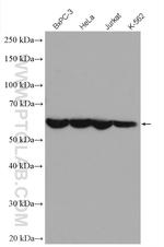 PTBP1 Antibody in Western Blot (WB)