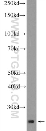 THAP1 Antibody in Western Blot (WB)