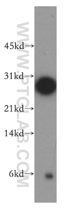 THAP1 Antibody in Western Blot (WB)