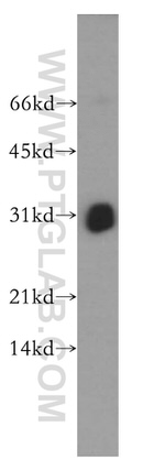 THAP1 Antibody in Western Blot (WB)