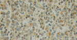 EXOSC1 Antibody in Immunohistochemistry (Paraffin) (IHC (P))