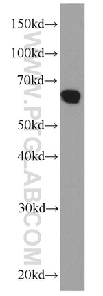 PDCD4 Antibody in Western Blot (WB)