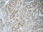 CDO1 Antibody in Immunohistochemistry (Paraffin) (IHC (P))