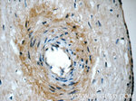 CDO1 Antibody in Immunohistochemistry (Paraffin) (IHC (P))