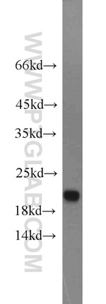 CDO1 Antibody in Western Blot (WB)