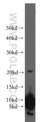 AKAP7 Antibody in Western Blot (WB)