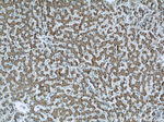 FDX1 Antibody in Immunohistochemistry (Paraffin) (IHC (P))