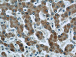 FDX1 Antibody in Immunohistochemistry (Paraffin) (IHC (P))