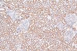 FDX1 Antibody in Immunohistochemistry (Paraffin) (IHC (P))