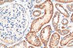 FDX1 Antibody in Immunohistochemistry (Paraffin) (IHC (P))