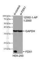 FDX1 Antibody in Western Blot (WB)
