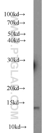 FDX1 Antibody in Western Blot (WB)