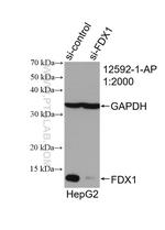 FDX1 Antibody in Western Blot (WB)